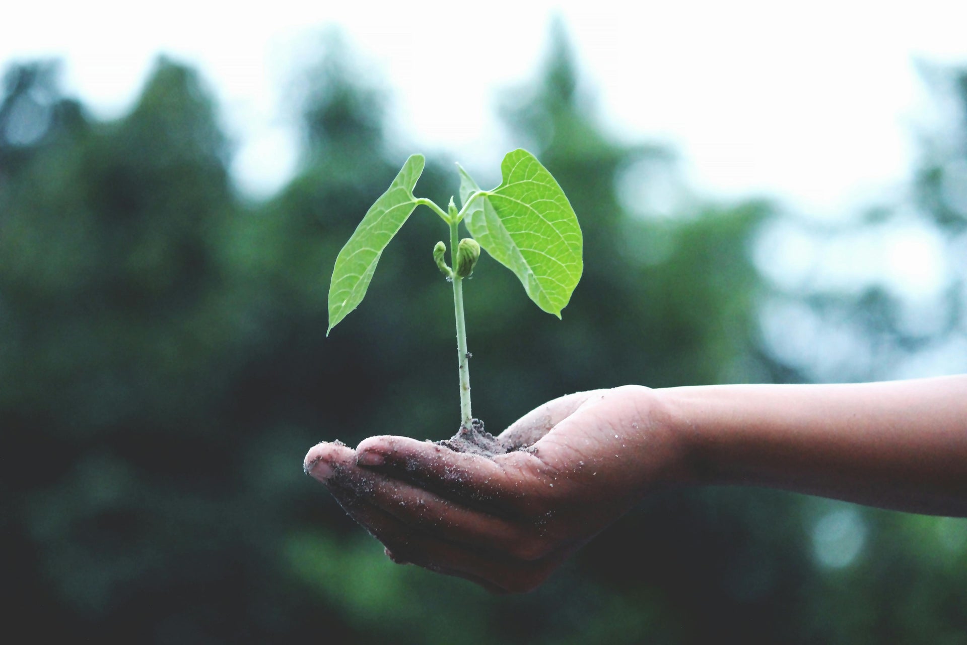 Celebremos el Día de la Tierra: Contribuyendo al Medio Ambiente con Computadoras Reacondicionadas
